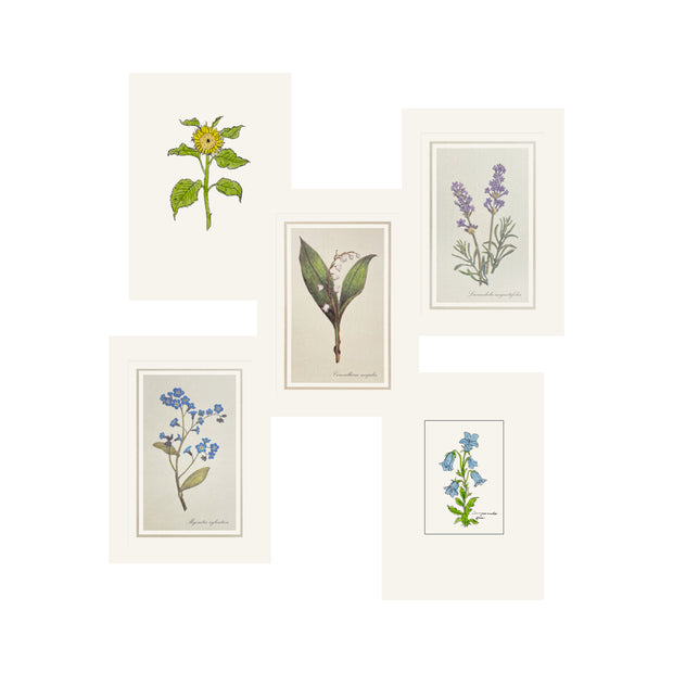 Assortment of Cards – Botanicals