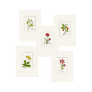 Assortment of Cards – Botanicals